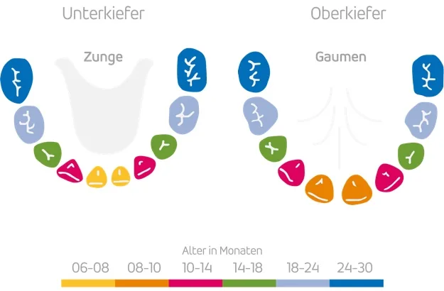 Zeiten des Zahndurchbruchs bei Kindern