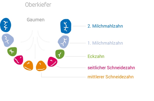 Zahndurchbruch Zaehne