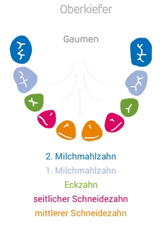 Zahndurchbruch Zaehne