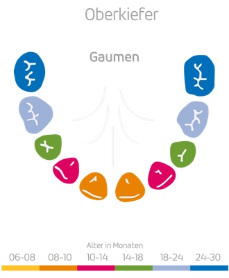 Zahndurchbruchzeiten