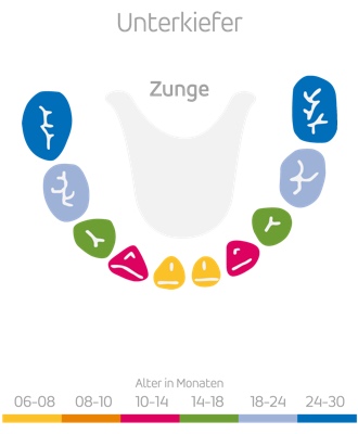Zahndurchbruchzeiten Uk